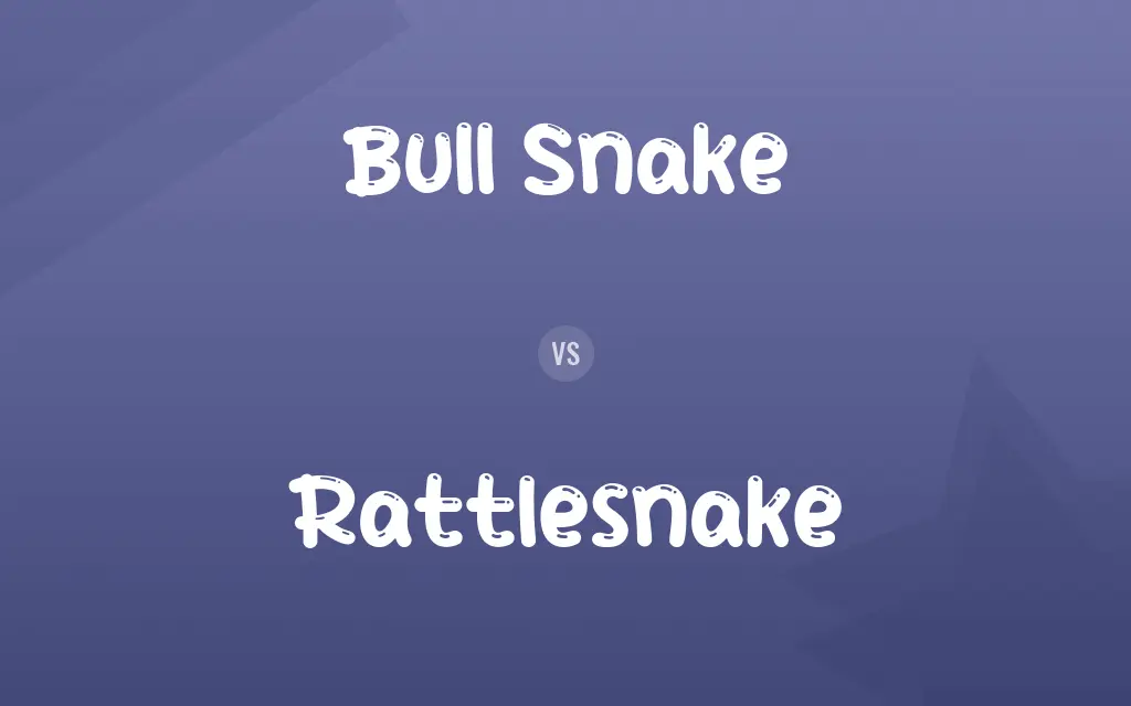 Bull Snake vs. Rattlesnake