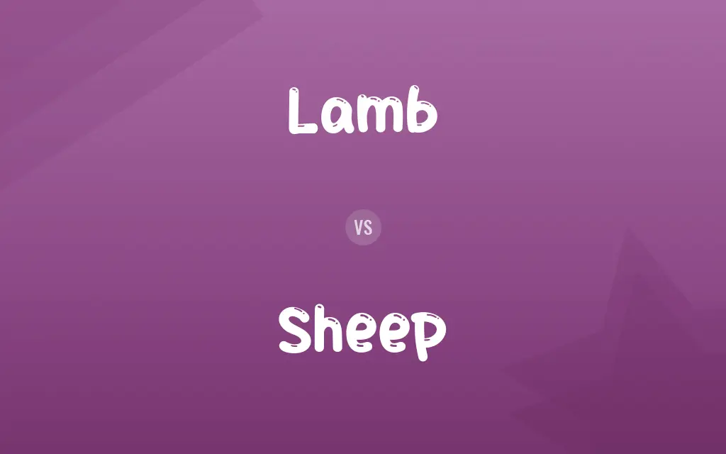 Lamb vs. Sheep