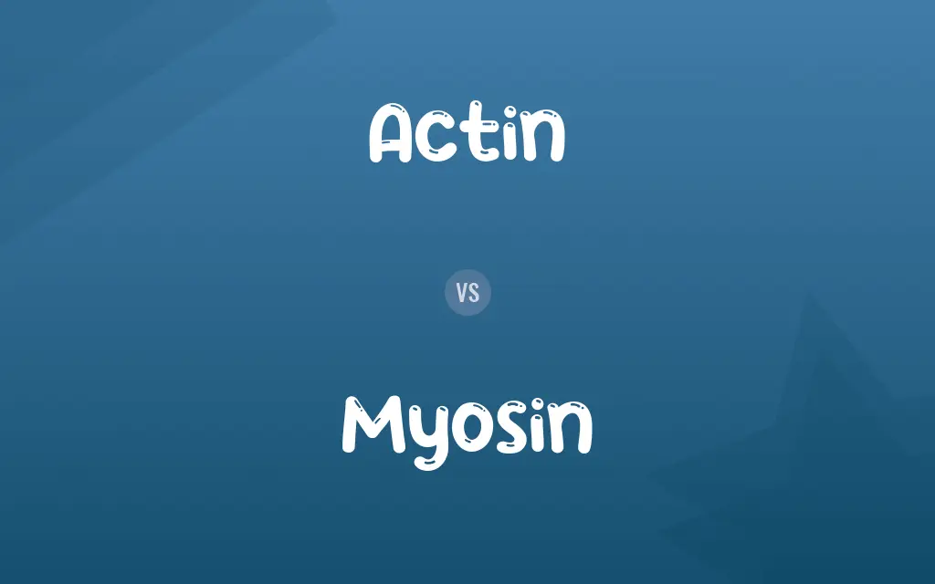 Actin vs. Myosin
