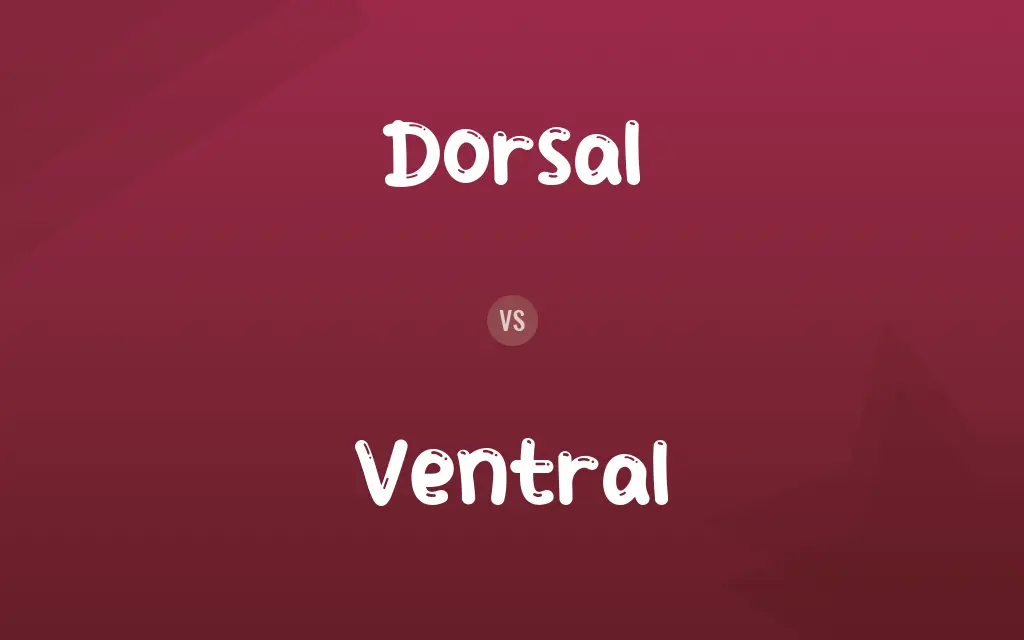 Dorsal vs. Ventral