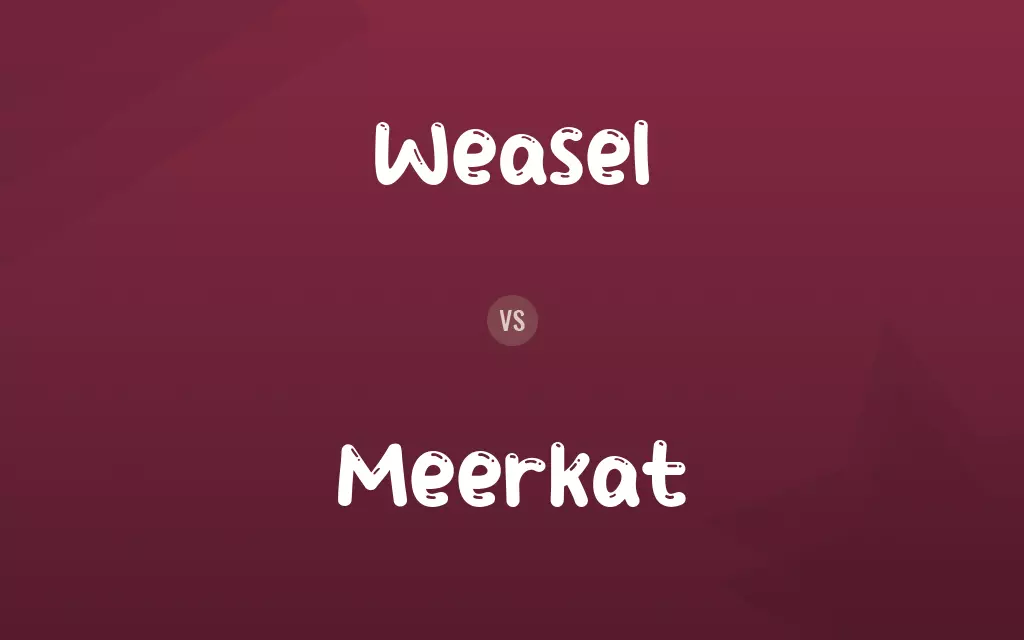 Weasel vs. Meerkat